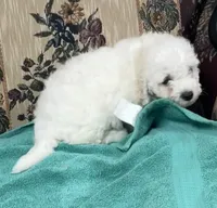 Delwin, a male Bichon Frise for sale in Wrightsville, GA – 3 of 10