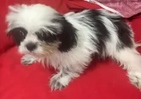 Eunice, a female Shih Tzu for sale in Wrightsville, GA – 2 of 10