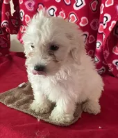 Charlotte, a female Bichon Frise and Shihpoo for sale in Wrightsville, GA – 7 of 9