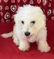 Dawson, a male Bichon Frise for sale in Wrightsville, GA – 5 of 10