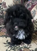 Zuma, a female Shih Tzu and Poodle - Toy  for sale in Wrightsville, GA – 4 of 10
