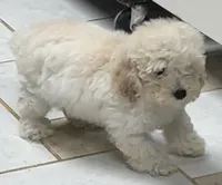 Milton, a male Poodle - Toy  for sale in Wrightsville, GA – 5 of 10