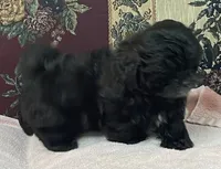 Ovidio, a male Shihpoo and Shih Tzu for sale in Wrightsville, GA – 3 of 10