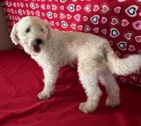 Padget, a male Bichon Frise for sale in Wrightsville, GA – 7 of 10
