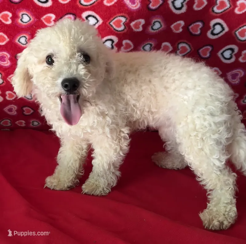 Princess  – Bichon Frise puppy for sale in Wrightsville, GA