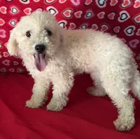 Princess , a female Bichon Frise for sale in Wrightsville, GA – 1 of 9
