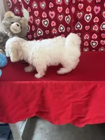 Milan, a male Bichon Frise for sale in Wrightsville, GA – 3 of 10
