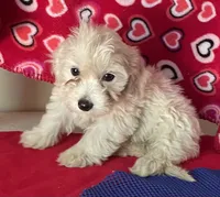 Camila, a female Bichon Frise and Shihpoo for sale in Wrightsville, GA – 5 of 9