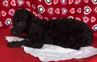Idra, a female Poodle - Toy  for sale in Wrightsville, GA – 7 of 10