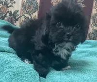 Zeno, a male Shih Tzu and Poodle - Toy  for sale in Wrightsville, GA – 6 of 10