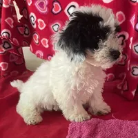 Carter, a male Bichon Frise and Shihpoo for sale in Wrightsville, GA – 3 of 8