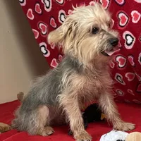 Gidion, a male Yorkshire Terrier and Poodle - Toy  for sale in Wrightsville, GA – Photo 2 of 10