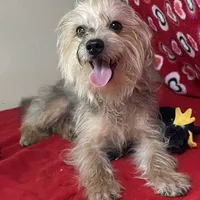 Gidion, a male Yorkshire Terrier and Poodle - Toy  for sale in Wrightsville, GA – Photo 3 of 10