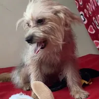 Gidion, a male Yorkshire Terrier and Poodle - Toy  for sale in Wrightsville, GA – Photo 9 of 10