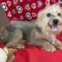 Gidion, a male Yorkshire Terrier and Poodle - Toy  for sale in Wrightsville, GA – Photo 8 of 10