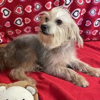 Gidion, a male Yorkshire Terrier and Poodle - Toy  for sale in Wrightsville, GA – Photo 5 of 10