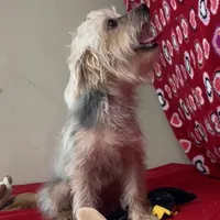 Gidion, a male Yorkshire Terrier and Poodle - Toy  for sale in Wrightsville, GA – Photo 4 of 10