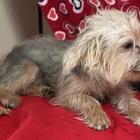 Gidion, a male Yorkshire Terrier and Poodle - Toy  for sale in Wrightsville, GA – Photo 7 of 10