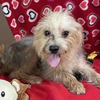 Gidion, a male Yorkshire Terrier and Poodle - Toy  for sale in Wrightsville, GA – Photo 1 of 10