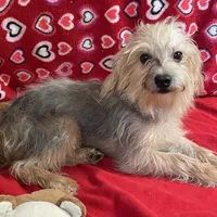 Gidion, a male Yorkshire Terrier and Poodle - Toy  for sale in Wrightsville, GA – Photo 10 of 10