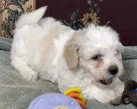 Dawson, a male Bichon Frise for sale in Wrightsville, GA – 5 of 10