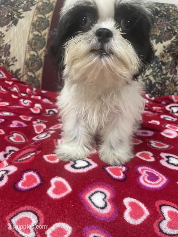 Earl – Shih Tzu puppy for sale in Wrightsville, GA