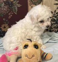 Merilyn, a  Bichon Frise for sale in Wrightsville, GA – 8 of 10