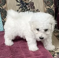 Dalila, a female Bichon Frise for sale in Wrightsville, GA – 6 of 10