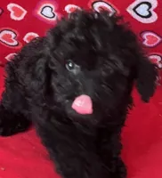 Leola, a female Poodle - Toy  for sale in Wrightsville, GA – 8 of 9