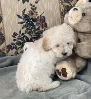 Milton, a male Poodle - Toy  for sale in Wrightsville, GA – 4 of 8