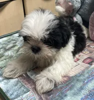 Earl, a male Shih Tzu for sale in Wrightsville, GA – 7 of 8