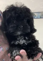 Zuma, a female Shih Tzu and Poodle - Toy  for sale in Wrightsville, GA – 2 of 10