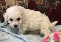 Merilyn, a  Bichon Frise for sale in Wrightsville, GA – 5 of 10