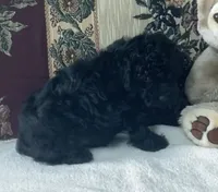 Mingo, a male Poodle - Toy  for sale in Wrightsville, GA – 3 of 10