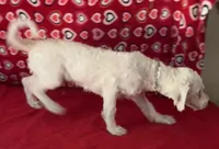 Dawson, a male Bichon Frise for sale in Wrightsville, GA – 10 of 10
