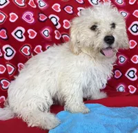 Dawson, a male Bichon Frise for sale in Wrightsville, GA – 10 of 10