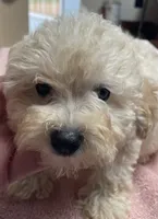 Stormy, a male Poodle - Toy  and Bichpoo for sale in Wrightsville, GA – 6 of 10