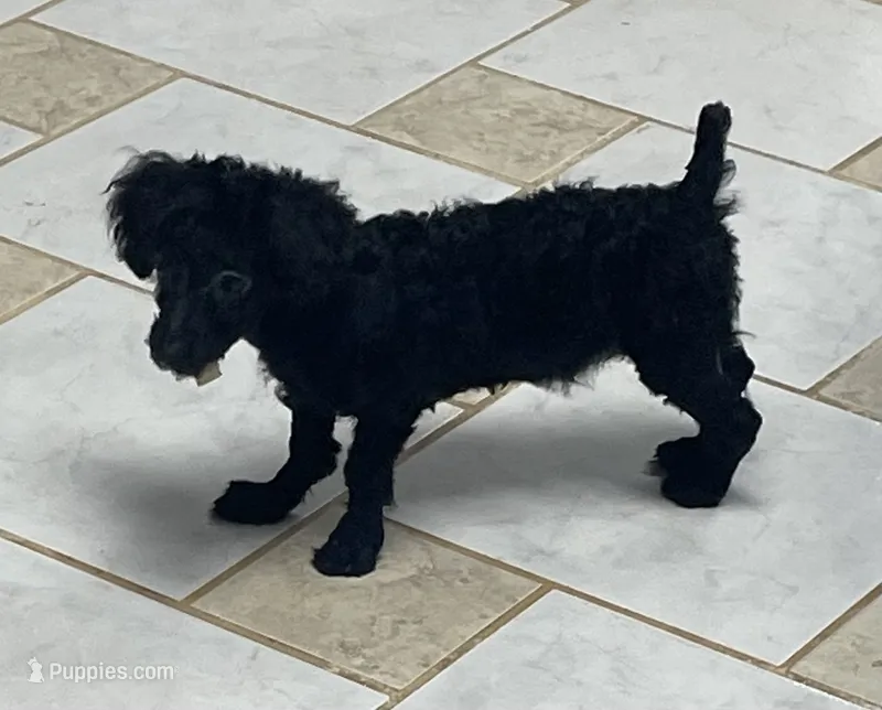 Wylie – Poodle - Toy  puppy for sale in Wrightsville, GA