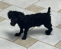Wylie, a female Poodle - Toy  for sale in Wrightsville, GA – 1 of 10
