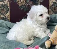 Milan, a  Bichon Frise for sale in Wrightsville, GA – 9 of 10