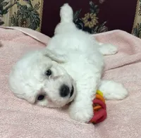 Dalila, a female Bichon Frise for sale in Wrightsville, GA – 10 of 10