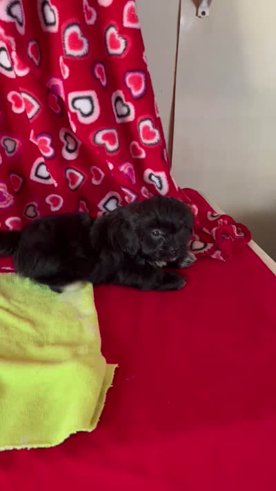 Jackie, a female Shih Tzu for sale in Wrightsville, GA – 4 of 4