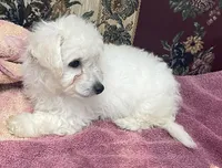 Daniel, a male Bichon Frise for sale in Wrightsville, GA – 6 of 10