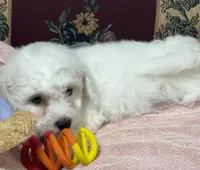 Dalila, a female Bichon Frise for sale in Wrightsville, GA – 7 of 10