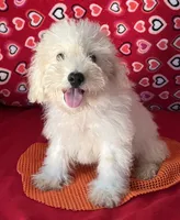 Tilton, a male Bichon Frise for sale in Wrightsville, GA – 7 of 10