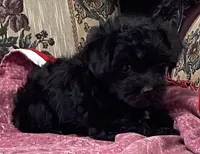 Corlyn, a female Yorkshire Terrier and Poodle - Toy  for sale in Wrightsville, GA – 5 of 10