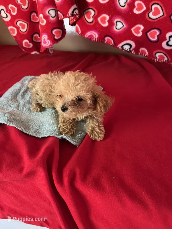 Ryan – Poodle - Toy  puppy for sale in Wrightsville, GA