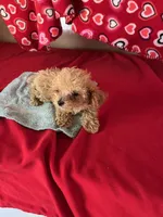 Ryan, a male Poodle - Toy  for sale in Wrightsville, GA – 1 of 1