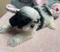 Essie, a female Shih Tzu for sale in Wrightsville, GA – 5 of 10