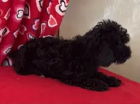 Leola, a female Poodle - Toy  for sale in Wrightsville, GA – 3 of 9